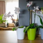 Keramični lonec Orhideja 71.074.13